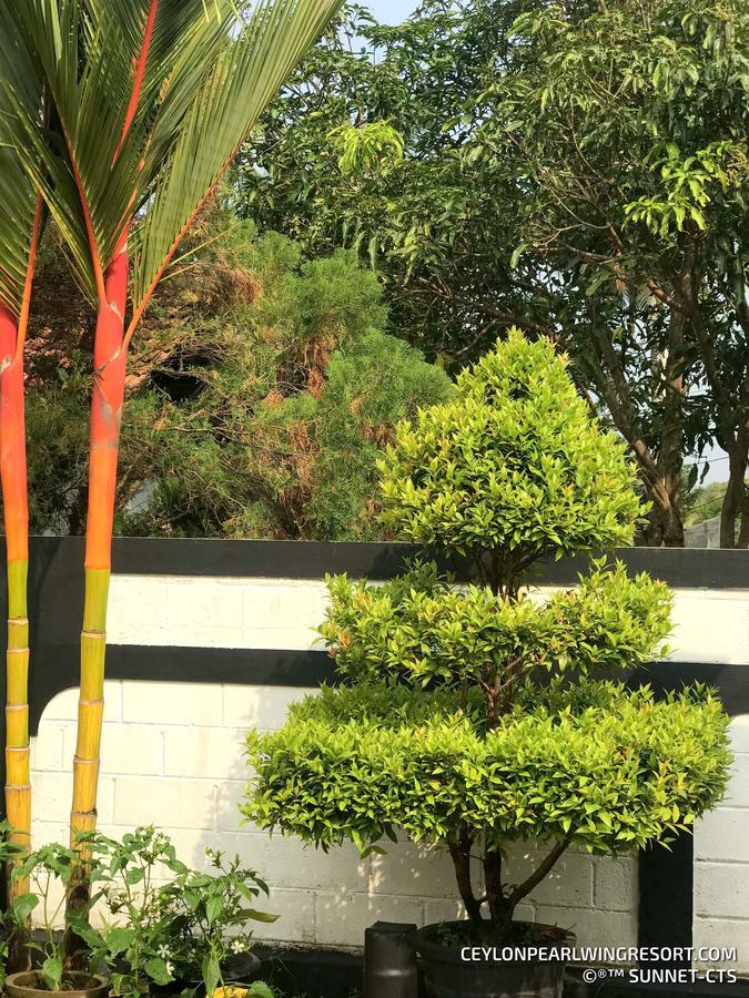 Ceylon Pearlwing Resort Negombo Zewnętrze zdjęcie